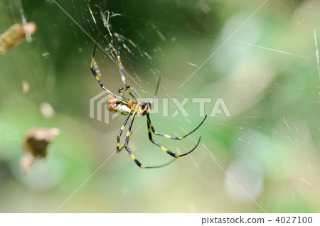 Nephila spider 4027100