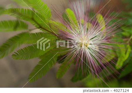 Tokiwanemu Tokiwanemu 4027124