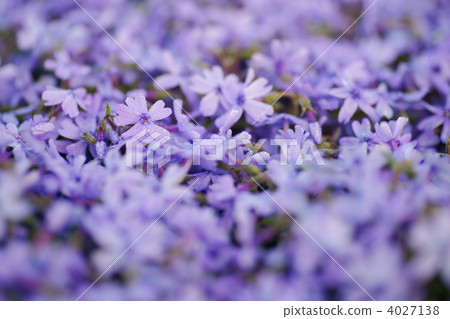 芝櫻 櫻花 特快 4027138