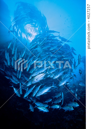 bigeye trevally, army, large group of objects 4027257