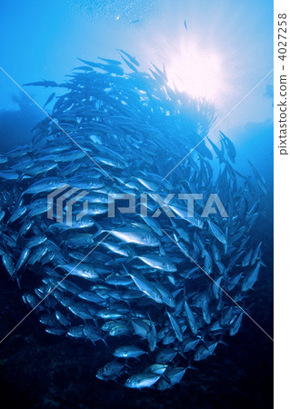 大群 一群 軍隊 4027258