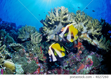 masked bannerfish, pennant coralfish, selandscape 4027260