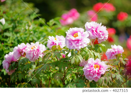 牡丹 日本紫藤 吹涼風 4027315