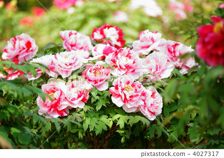 牡丹 牡丹餅 荷包蠅的 4027317