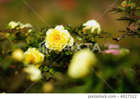 peony, spring botamochi, dicentra peregrina 4027322