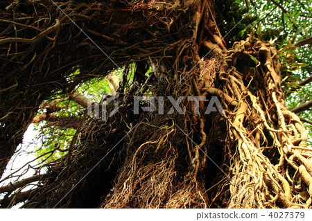 榕樹 榕樹 4027379