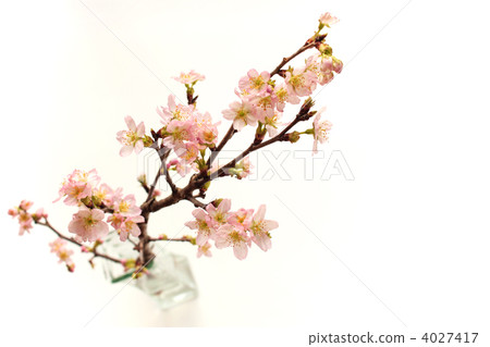 Kei Sakura (diagonally above) 4027417
