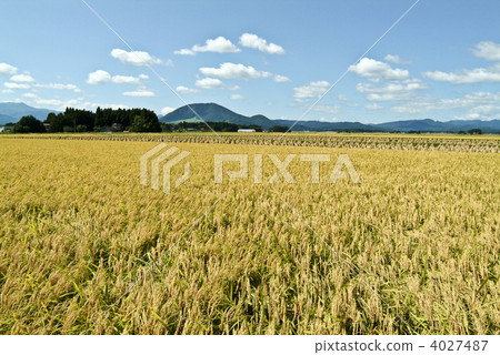 大崎平原的秋天 4027487