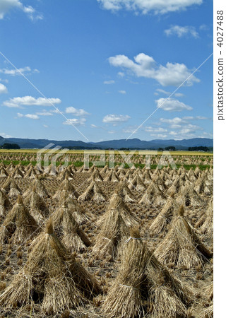 大崎平原的秋天 4027488
