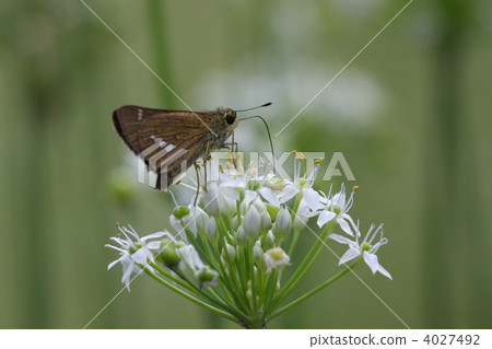 Ichimon dieselis 4027492