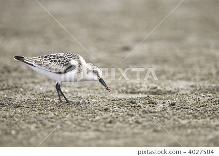 桑德林 桑德林 4027504