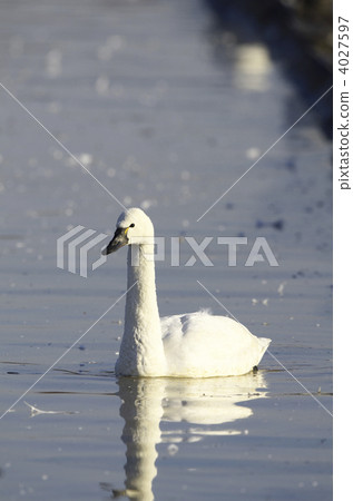American swan swan 4027597
