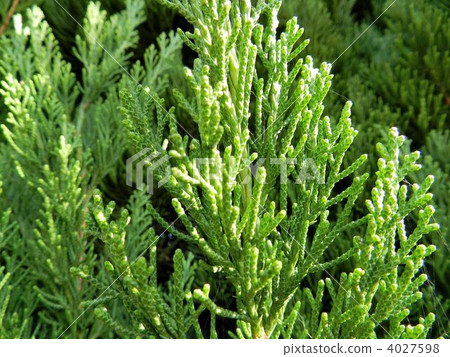 Kazuki Biki (Kaizuka Ibuki) 4027598