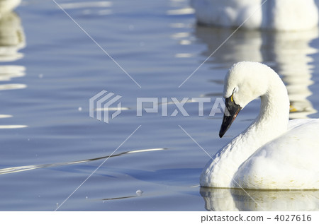 American swan swan 4027616