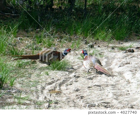 pheasant pheasant 4027740