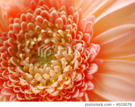 Gerbera's formative beauty 4028076
