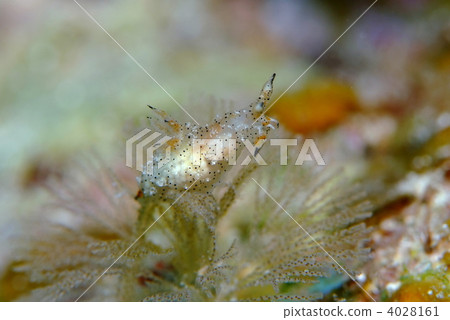 Nuushi Nuushi 4028161