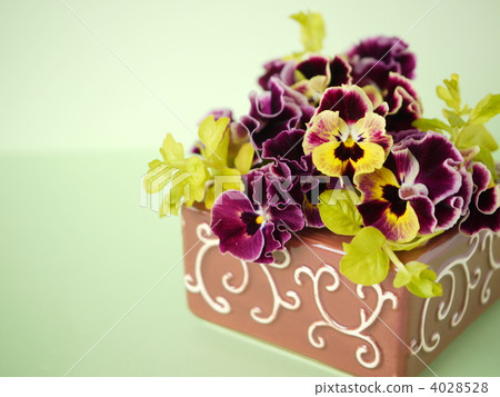 中提琴和Likimathia的安排 4028528