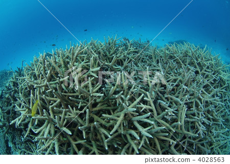 branch coral, coral, bottom of the ocean 4028563