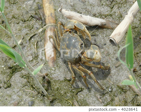 Sawa crab 4028641