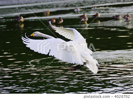 天鵝 湖泊 湖 4028702