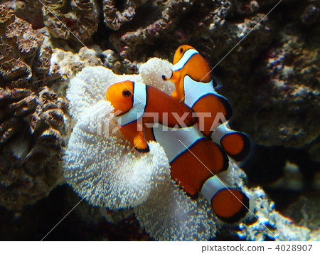 Anemonefish Nemo Anemonefish Nemo 4028907