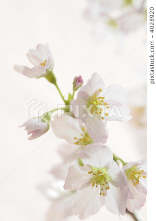 Cherry Blossoms	 4028920