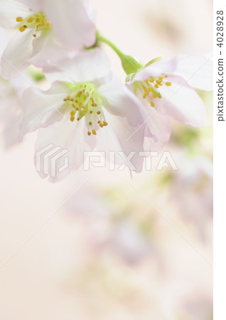 Cherry Blossoms	 4028928