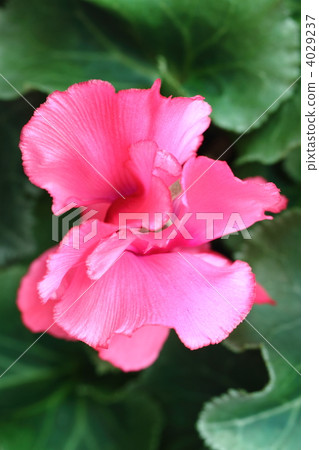 Cyclamen of red ruffled petals from directly overhead 4029237