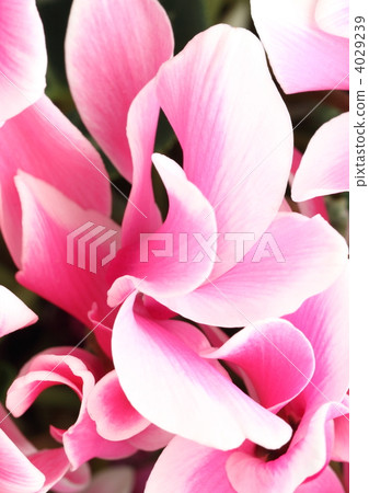 Cyclamen of white covering is pinked from directly above 4029239