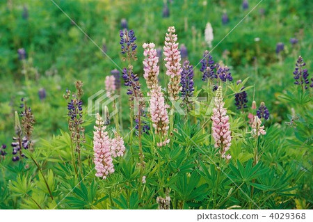 Lupine of the wilderness Lupine of the wilderness 4029368