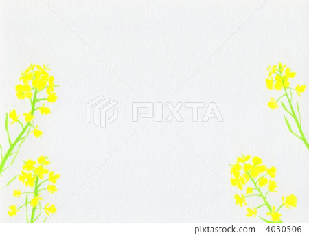 rape, rape blossoms, freehand 4030506