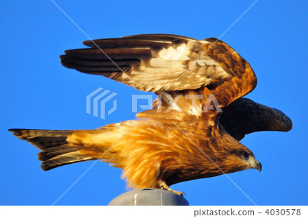 托比 托比 4030578