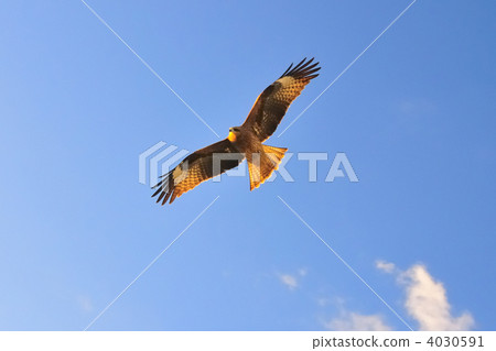 black kite, bird, birds 4030591
