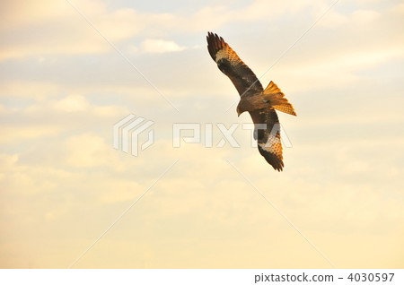black kite, bird, birds 4030597