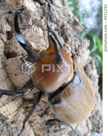 Poly onion Poly onion 4031292