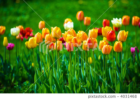 tulips tulips 4031468