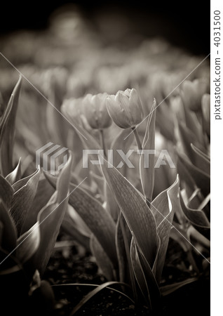 Tulips Tulips 4031500