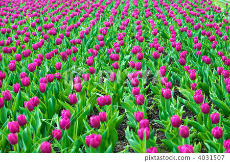 flower, flowers, backgound 4031507