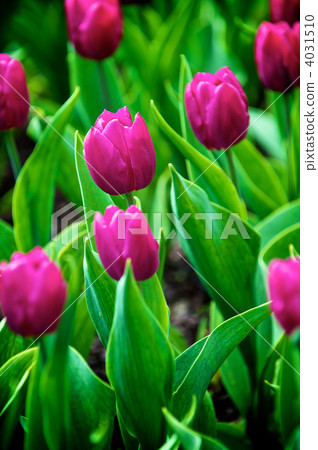 flower, flowers, backgound 4031510