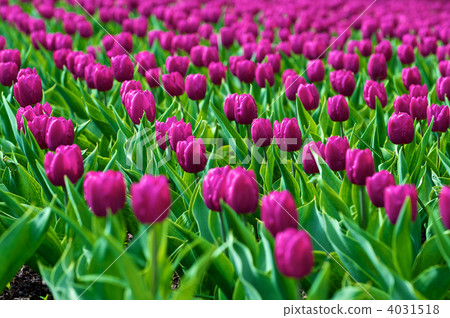 flower, flowers, backgound 4031518