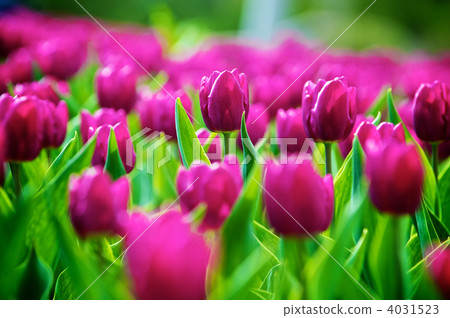 flower, flowers, backgound 4031523