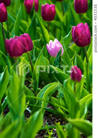 Tulips Tulips 4031538