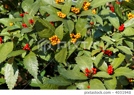 Yellow and red, one thousand real Yellow and red, one thousand real 4031948