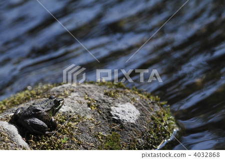 Tokyo dalo frog 4032868