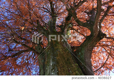 Autumn leaves of falling pines lining the Kochi prefectural government building Autumn leaves of falling pines lining the Kochi prefectural government building 4036027