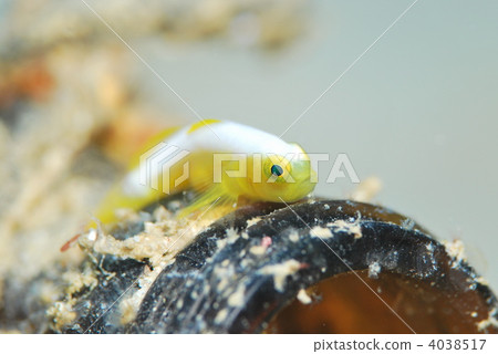 Nakamoto Irowake goby 4038517