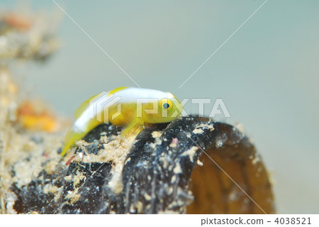 Nakamoto Irowake goby 4038521