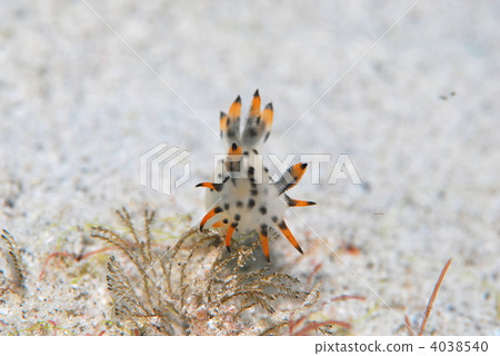 海參 海參 4038540