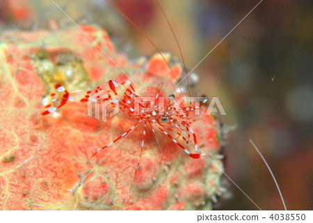 Clown shrimp 4038550
